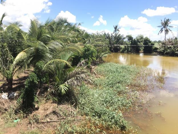 Chị tôi bán mảnh đất vườn giáp với 2 mặt sông lớn, có cây ăn Trái Xoài, Dừa Xiêm, Thăng Long 13268639