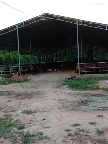 Cần bán đất kèm trang trại bò xã Xuân Hòa, huyện Xuân Lộc 13370009