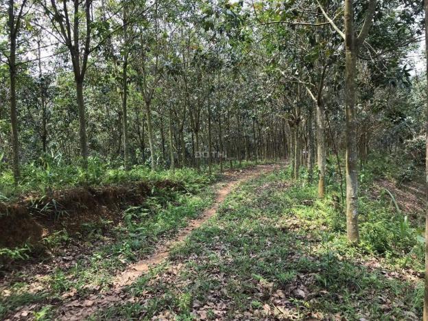 Cần bán rừng cao su tại huyện Mường Ảng, tỉnh Điện Biên 13432898