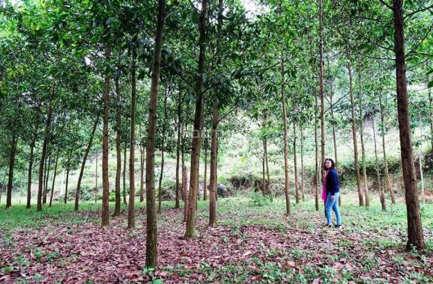 Chuyển nhượng 16000m2 đất rừng sản xuất bám hồ tại Lương Sơn 13453902