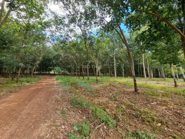 Bán đất tại xã An Long, Phú Giáo, Bình Dương diện tích 9666m2, giá 3 tỷ 13459688