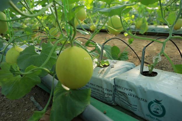Cần chuyển nhượng Farm trồng dưa lưới dt 1800m2 bằng công nghệ Israel tại thị trấn Quốc Oai 13509254