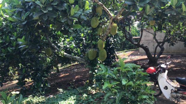 Cần sang nhượng vườn trái cây 4.3 ha tại Xuân Lộc. Đang cho thu nhập 1 tỷ/năm 13590498