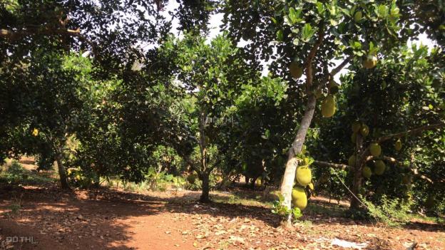 Cần sang nhượng vườn trái cây 4.3 ha tại Xuân Lộc. Đang cho thu nhập 1 tỷ/năm 13590498