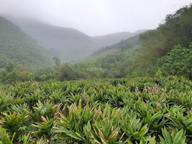 Bán nhanh 20ha đất rừng sản xuất Liên Sơn, Lương Sơn, Hòa Bình 13628390