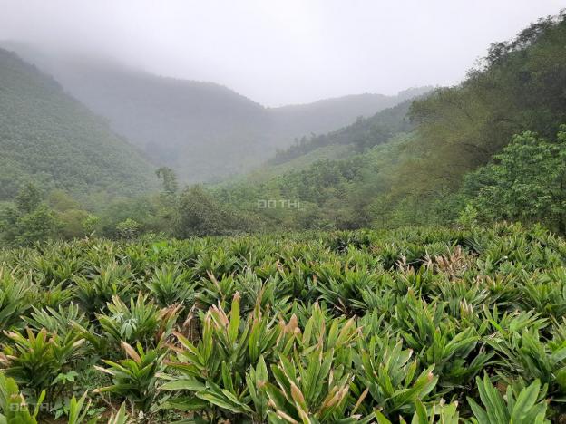 Cần bán 20ha đất rừng sản xuất Liên Sơn, Lương Sơn, Hòa Bình 13637228