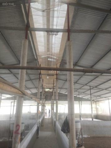 Bán trang trại nuôi heo 10000m2 Cây Gáo, Trảng Bom 13661036