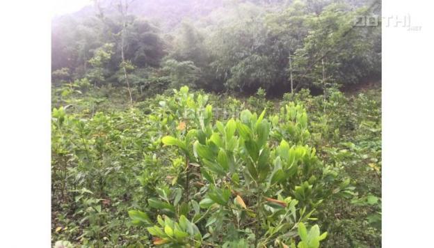 Bán gấp 2,7ha rừng sản xuất tại Kim Bôi, Hoà Bình 13663558