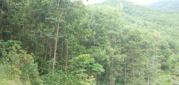 Cần sang nhượng 28ha đất rừng sản xuất giá rẻ tại Kim Bôi, Hòa Bình 13729327