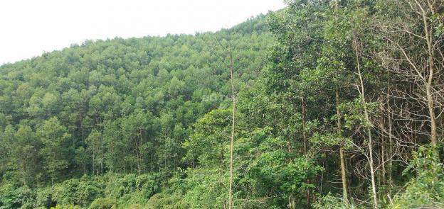 Cần sang nhượng 28ha đất rừng sản xuất giá rẻ tại Kim Bôi, Hòa Bình 13729327