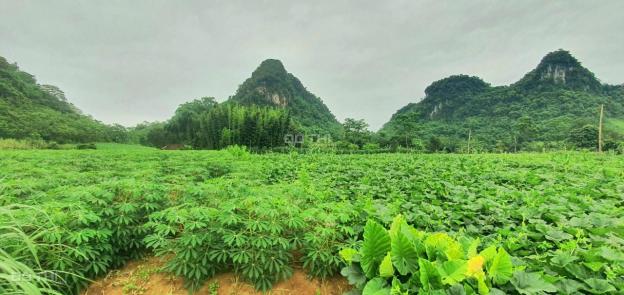 Bán đất tại Xã Tú Sơn, Kim Bôi, Hòa Bình diện tích 3624m2 giá 2.10 tỷ 13735998
