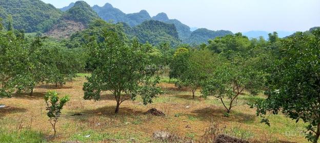 Siêu phẩm đất nghỉ dưỡng Kim Bôi, Hòa Bình như Mộc Châu thu nhỏ, suối chảy quanh năm 13759207