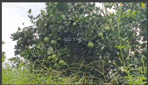 Bán nhanh đất 5100m2 trồng cam sai trĩu quả cực ngọt giá chỉ hơn 500tr Cao Phong Hòa Bình 13798587