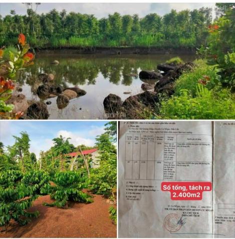 Bán siêu phẩm đất đỏ bazan, có sẵn ao đẹp, cà phê và cây ăn trái, Cư M'gar, Đắk Lắk 13802323