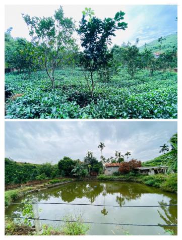 Mở bán lô đất view cánh đồng tại Yên Bình, Thạch, Thất Hà Nội 13869361