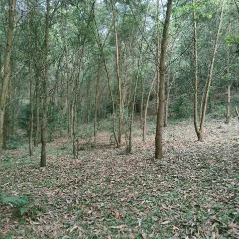 Bán gấp 1ha đất trồng rừng tại Yên Trung Thạch Thất, cách đường cao tốc HN - HB 400m 13953608