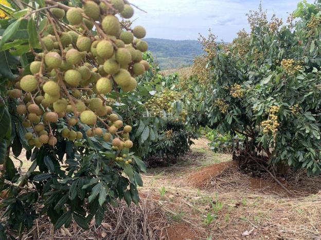 Tôi cần bán đất mặt tiền đường lớn giá rẻ tại Quảng Trực - Tuy Đức - Đăk Nông 13966696