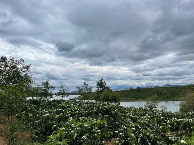 Bán đất ôm trọn mặt hồ, đang trồng cà phê, Đắk Mar, Đắk Hà, Kon Tum 13995871