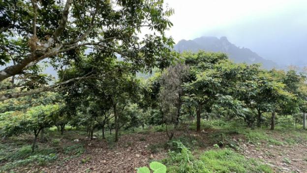 Diện tích 1800m2 có 400m2 đất thổ cư (đã có sổ đỏ) 14021975