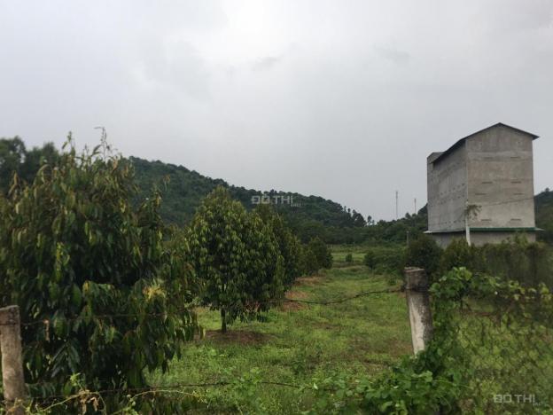 Lô đất đẹp 2 mặt tiền đường tại Phú An, Tân Phú trồng full sầu riêng giá ngộp 14076450