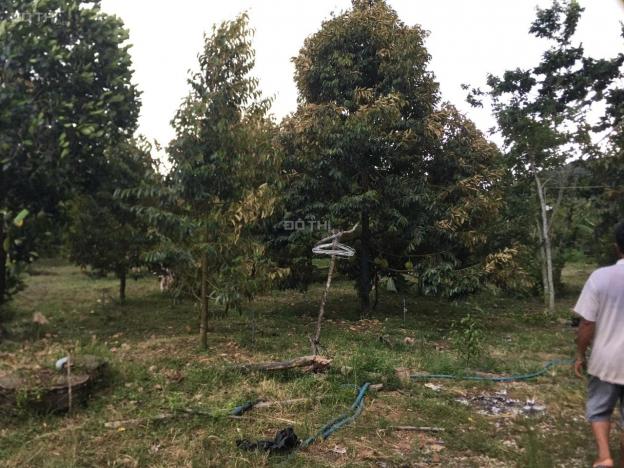 1,2ha Phú An, Tân Phú có sẵn 400m2 ONT trồng sầu riêng, chôm chôm giá đầu tư 14076454