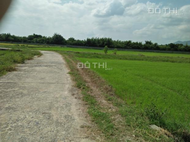 Bán đất nông nghiệp Tân Hòa - Phú Mỹ - Bà Rịa Vũng Tàu 14082468