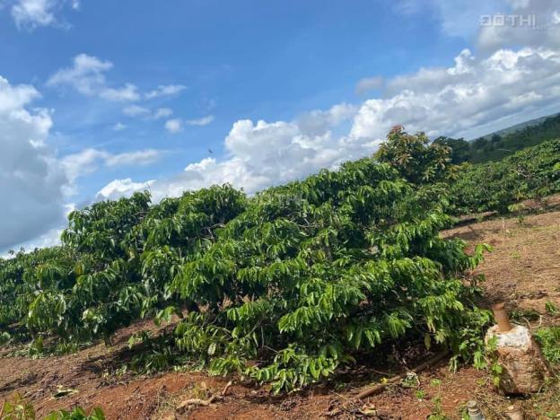 Cần bán hơn 8ha đất có hơn 140m mặt tiền đường nhự, trồng cà phê và sầu riêng tại Đắk Lắk 14140049