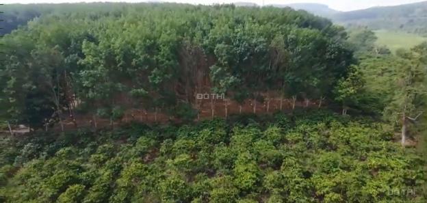 Cực hiếm chính chủ bán đất tại xã Diên Bình Huyện Đăk Tô Kon Tum 14155341