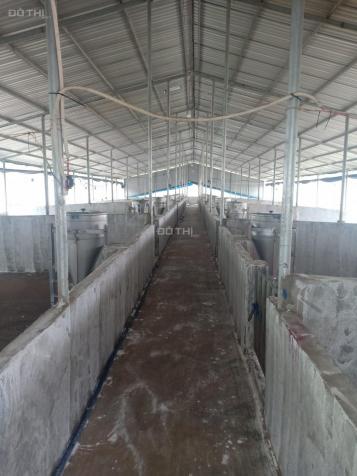Sang mặt bằng kinh doanh trang trại Đồng Phú (đã có đầu ra, thu nhập ổn định chỉ việc vào chăn nuôi 14177210