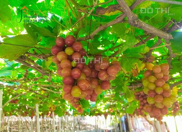 Tặng vườn cây ăn quả hơn 2000m2 cạnh núi Bà Đen tỉnh Tây Ninh 14197011