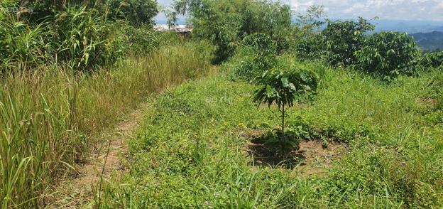 Chính chủ bán 52.000m2 đất giá f0 ngay gần QL684 - Đắk Ha - Đăk Glong 14241116