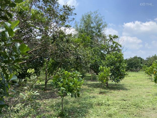 Bán 1 sào đất vườn cây ăn trái trên đường Bình Lộc - Bảo Quang, Long Khánh, Đồng Nai 14261267