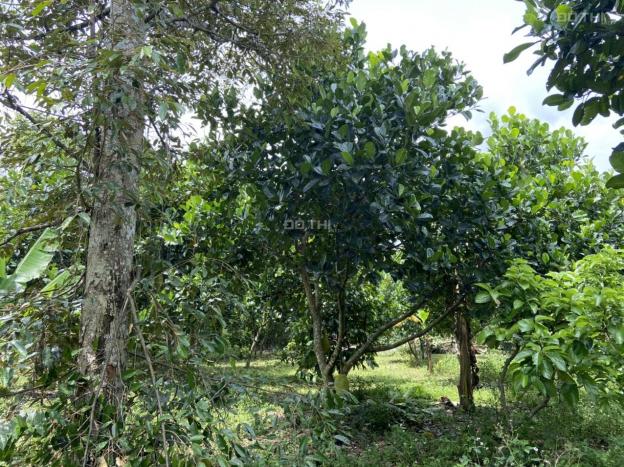 1 sào cây ăn trái - 27m mặt tiền - cách nhựa 300m - Bảo Quang - TP Long Khánh 14261301