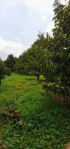 Bán nhanh 4 hecta đất đang trồng sầu tại Krông Buk, Đắk Lắk 14308430