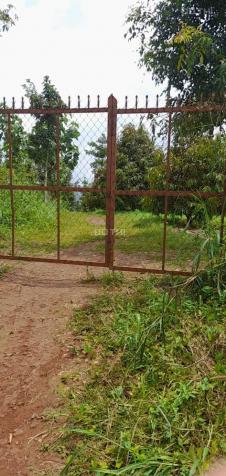 Bán nhanh 4 hecta đất đang trồng sầu tại Krông Buk, Đắk Lắk 14308430