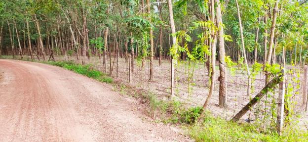 Tôi cần bán đất thổ cư nhánh đường KDC hành chính huyện Dầu Tiếng 14357202