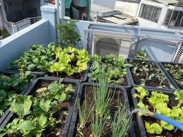 Bán nhà riêng tại đường Phạm Ngũ Lão, Phường 7, Gò Vấp, Hồ Chí Minh diện tích 51.2m2 14456235