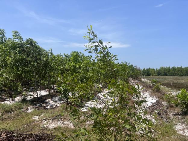 Cần bán 16x59m Thôn Bình An 2 - xã Tân Bình - Thị xã La Gi gần biển 14474041