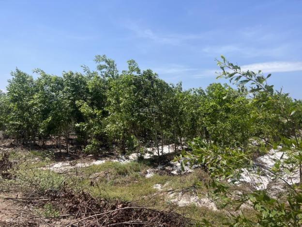 Cần bán 16x59m Thôn Bình An 2 - xã Tân Bình - Thị xã La Gi gần biển 14474041