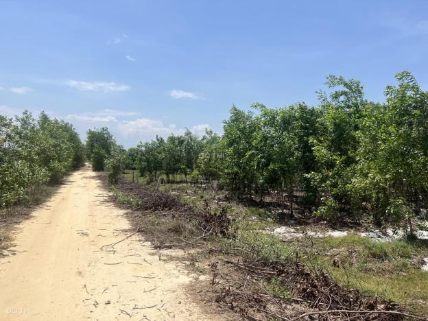 Cần bán 16x59m Thôn Bình An 2 - xã Tân Bình - Thị xã La Gi gần biển 14474041