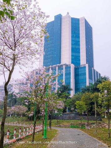 Siêu hiếm mặt phố khu CNC Hòa Lạc kinh doanh sầm uất đất đẻ ra tiền 14476342