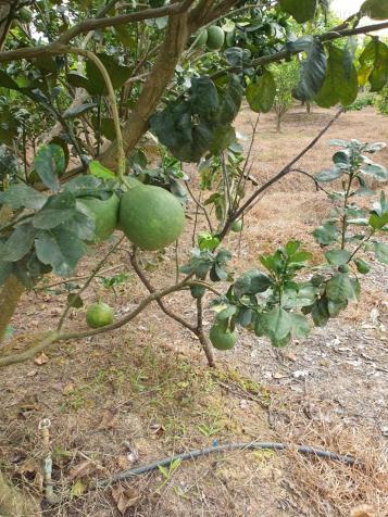 Bán 1.5 hecta đất MT 600A, Huyện Tân Phú Chưa qua đầu tư tặng vườn trái cây 14566599