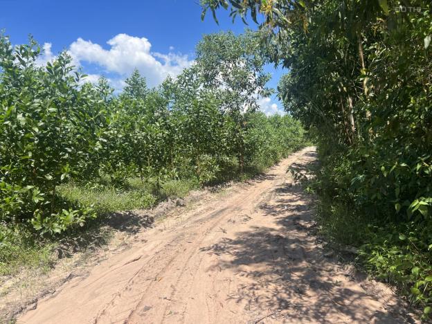 Bán 4.2 mẫu đất GIÁ RẺ Tân Xuân - Huyện Hàm Tân 1.1 tỷ/ mẫu, gần KDC 14586956