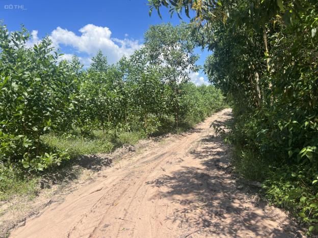 Bán 4.2 mẫu đất GIÁ RẺ Tân Xuân - Huyện Hàm Tân 1.1 tỷ/ mẫu, gần KDC 14586956