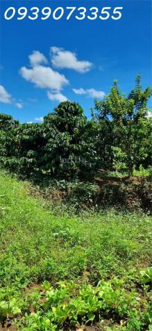 Bán đất rẫy có cà phê, tiêu, và các cây trồng phụ khác tại Xã Nghĩa Thắng, Đắk Nông 14591255