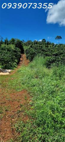 Bán đất rẫy có cà phê, tiêu, và các cây trồng phụ khác tại Xã Nghĩa Thắng, Đắk Nông 14591255