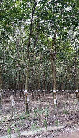 CHÍNH CHỦ Bán Lô Đất Mặt Tiền Đẹp Trồng Cao Su Khu Công Nghiệp Becamex Chơn Thành 14640591