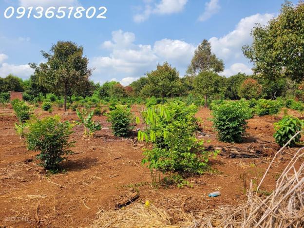 Nhà có công việc gấp cần bán lô đất trồng cây lâu năm - diện tích hơn 19.593m2 14723401