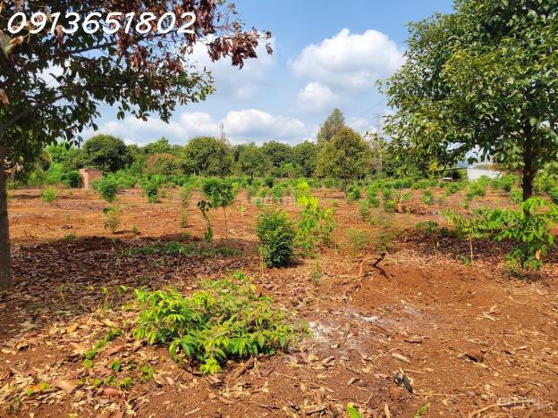 Nhà có công việc gấp cần bán lô đất trồng cây lâu năm - diện tích hơn 19.593m2 14723401