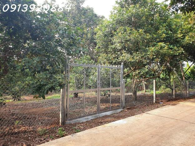 Bán lô đất vườn cây ăn trái đang thu hoạch : sầu riêng, chôm chôm full hồng, thổ cư 150m2 14723748